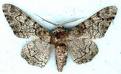 biston betularia, peppered moth